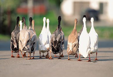 St Michaelmas goose