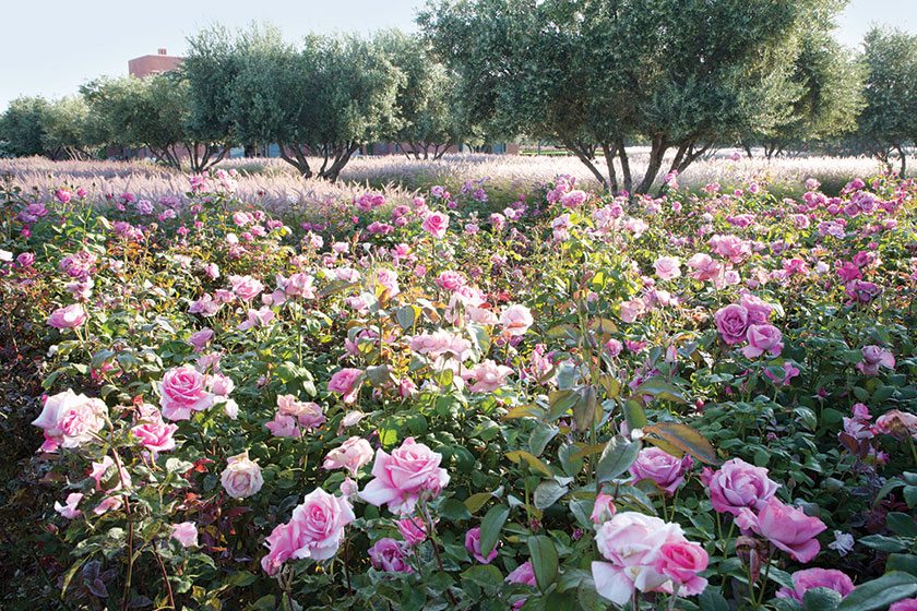 Morocco garden (Steven Wooster)