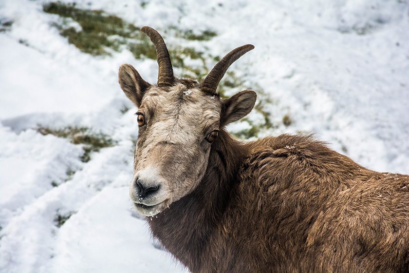 Goatober Feature - Flickr