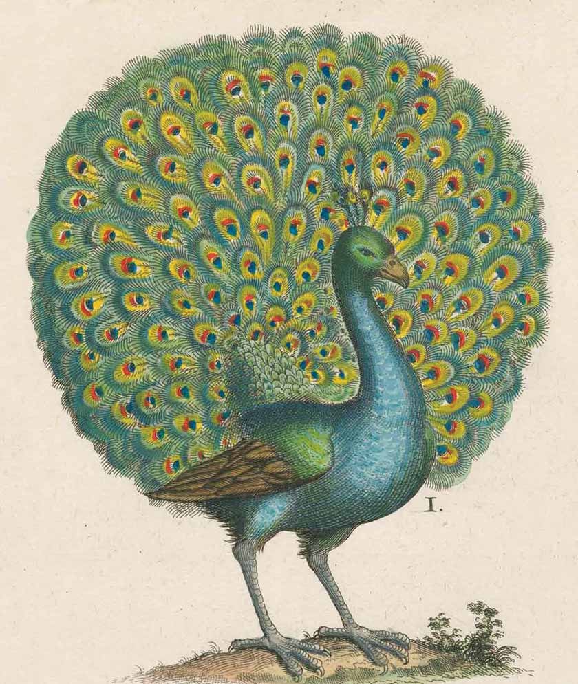 John Derian