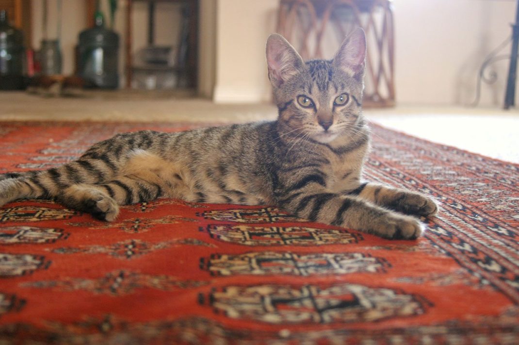 Thinkstock Photos Persian rug