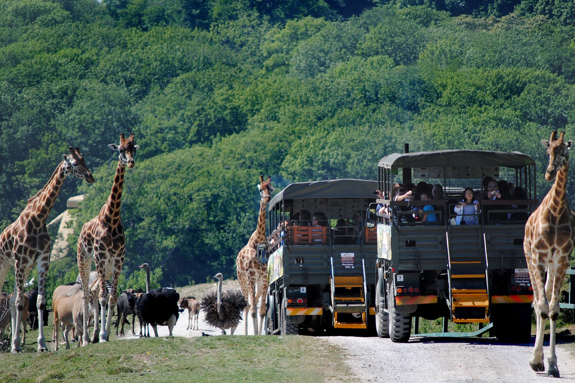 Port Lympne Animal Reserve