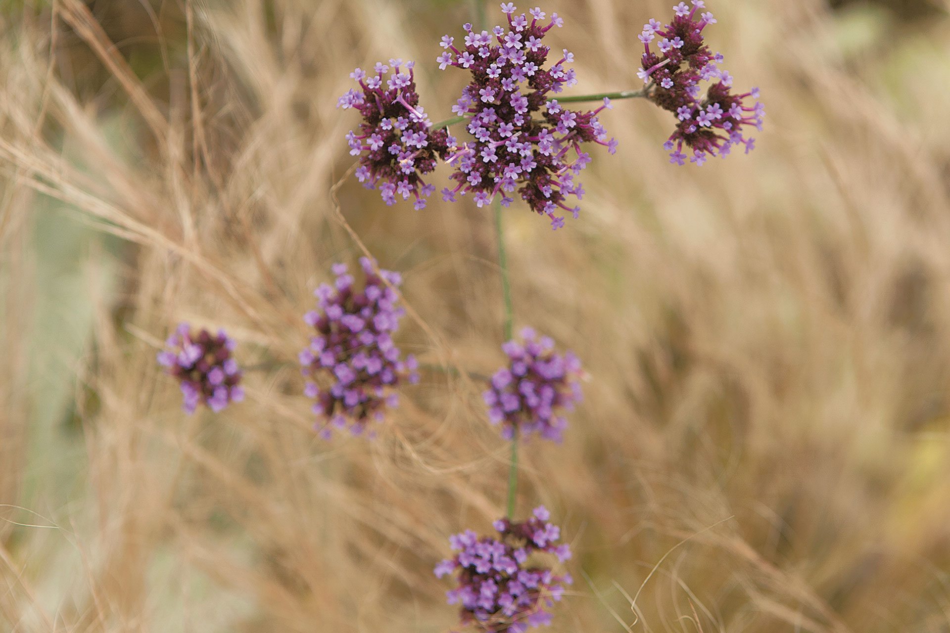 Pretty Garden Plants