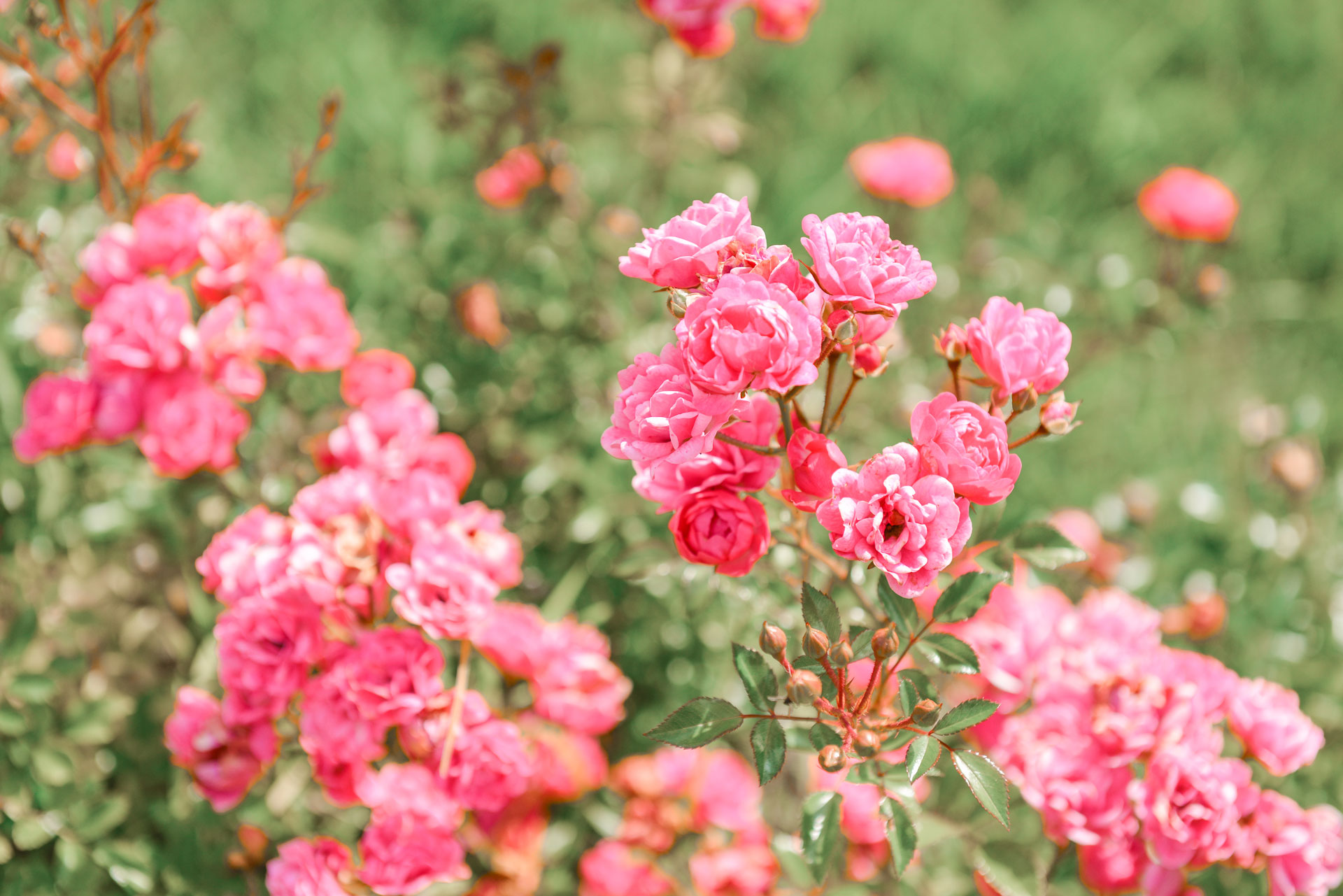 Rose Garden