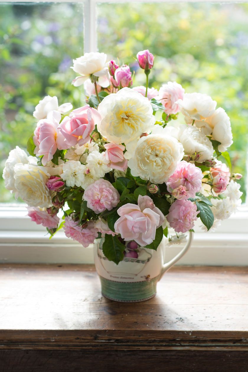 English Roses in the House - David Austin