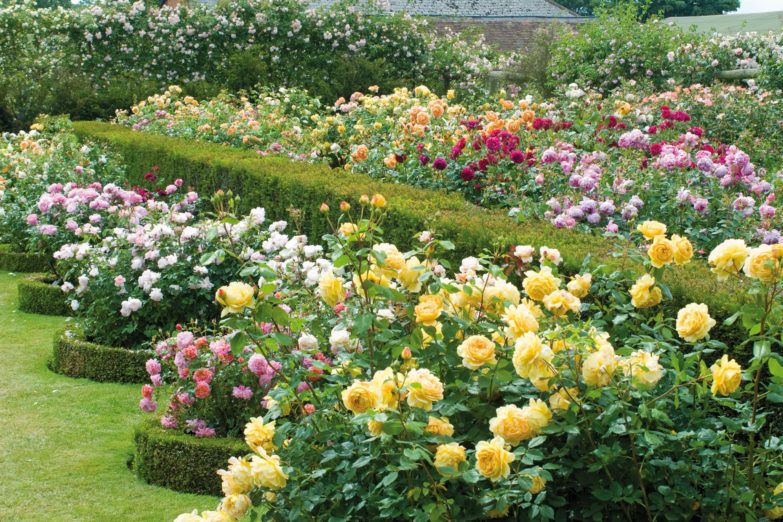 English Roses in the House & Garden: David Austin's The English Roses