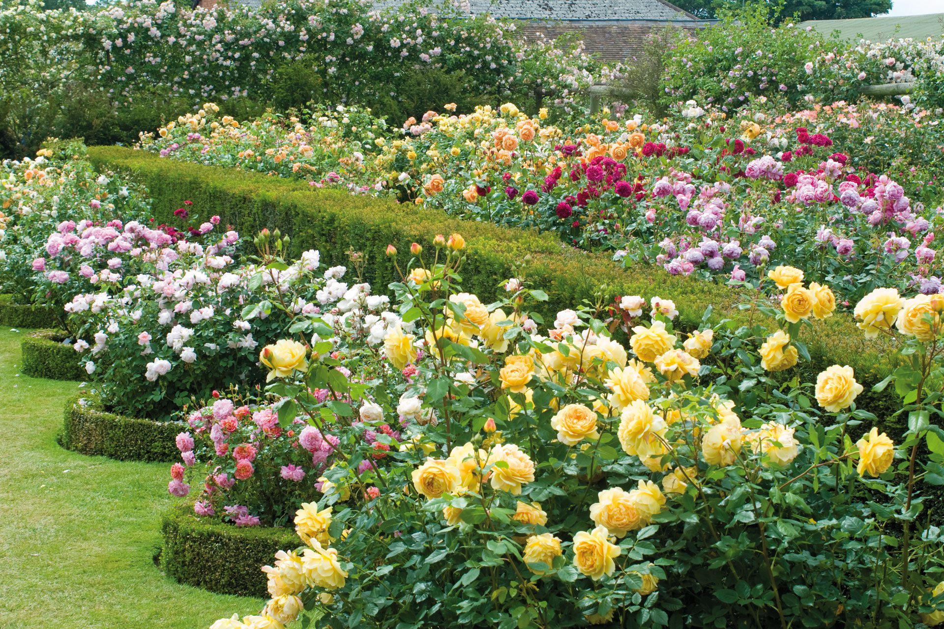 Garden Roses - David Austin