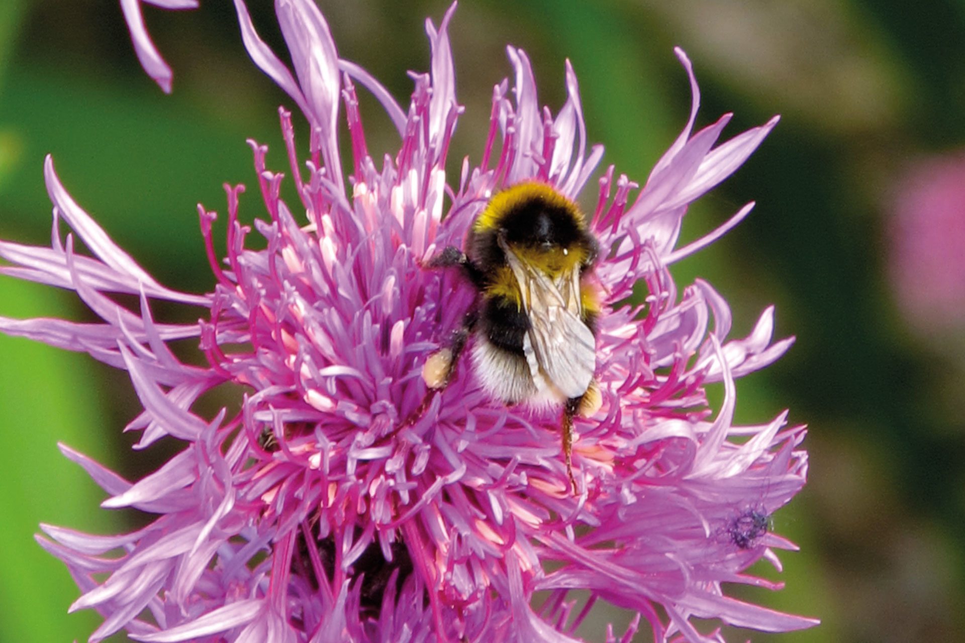 Buff Tailed Bumblebee on Species Centaurea