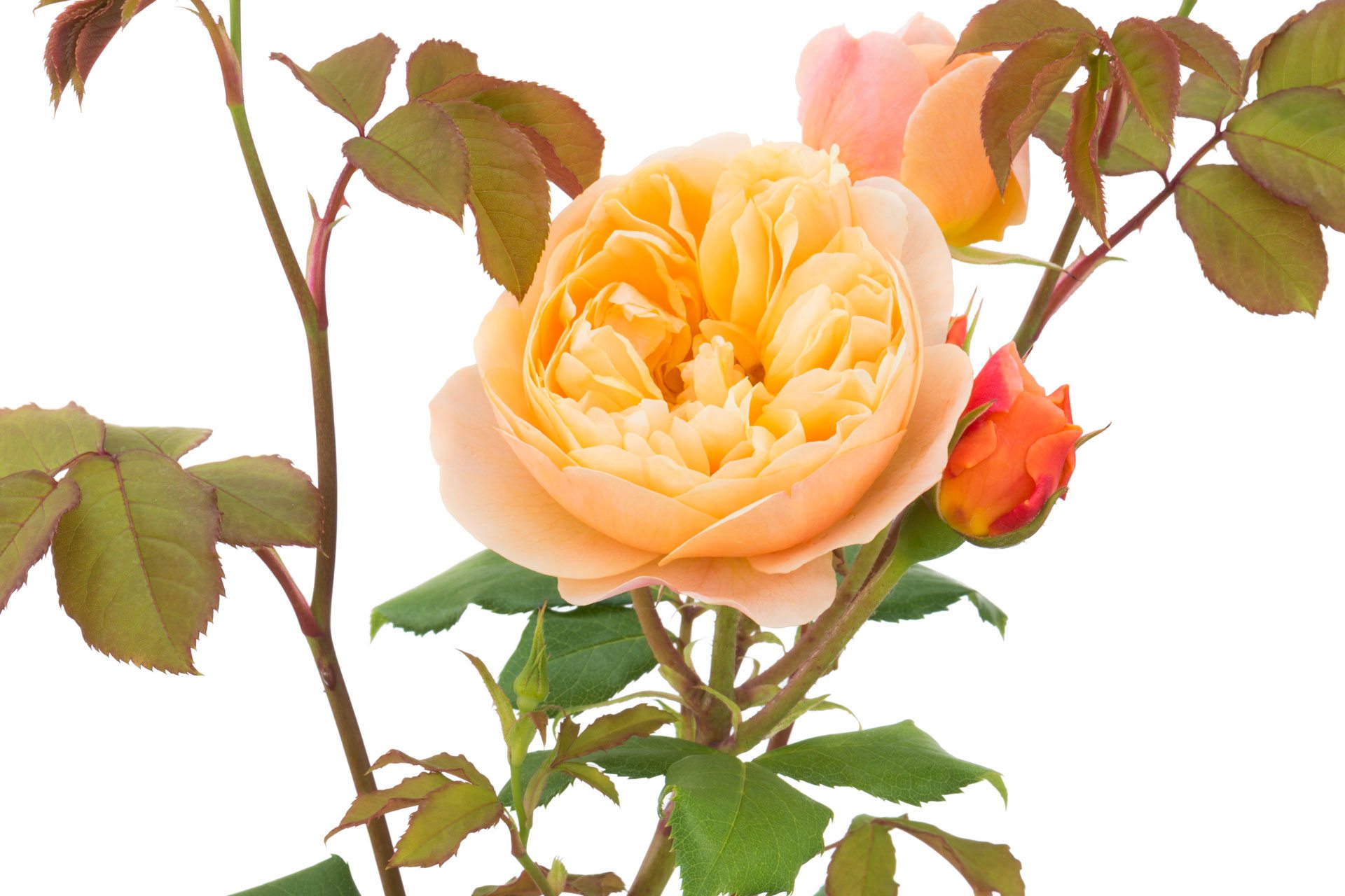 David Austin's Guide to English Roses