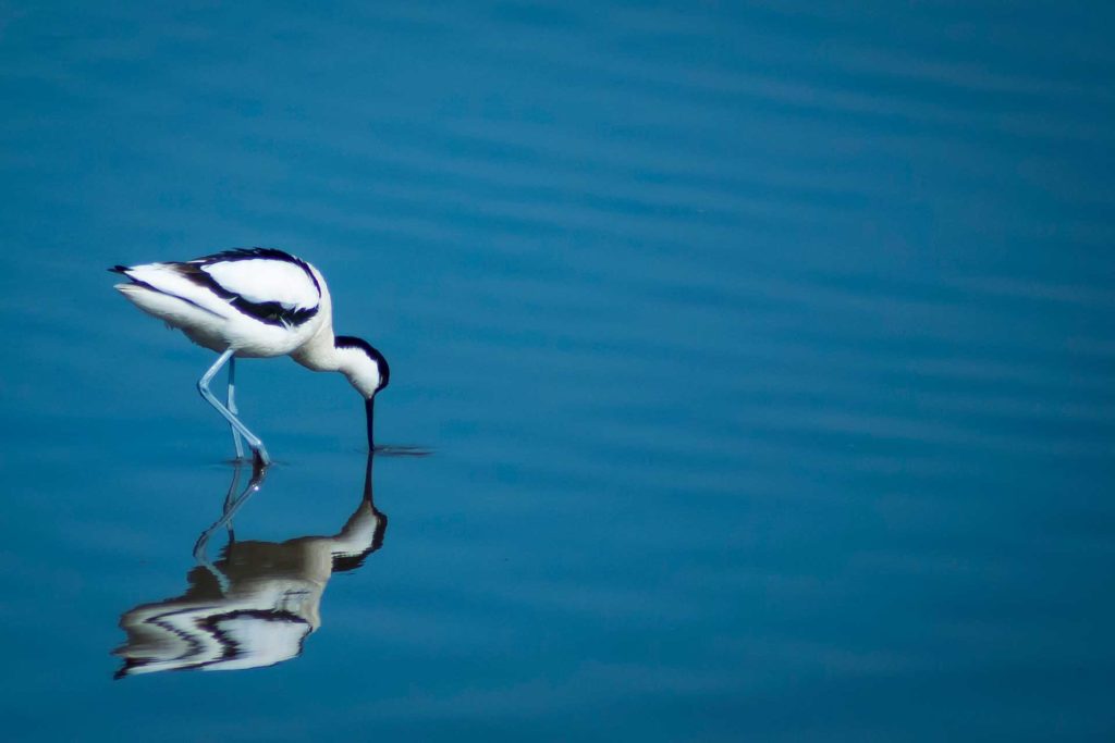 The Avocet Bird