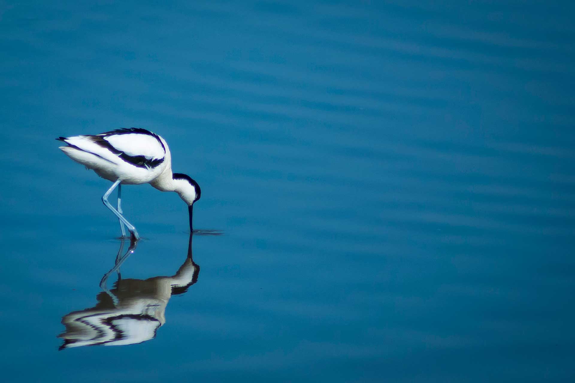 The Avocet Bird