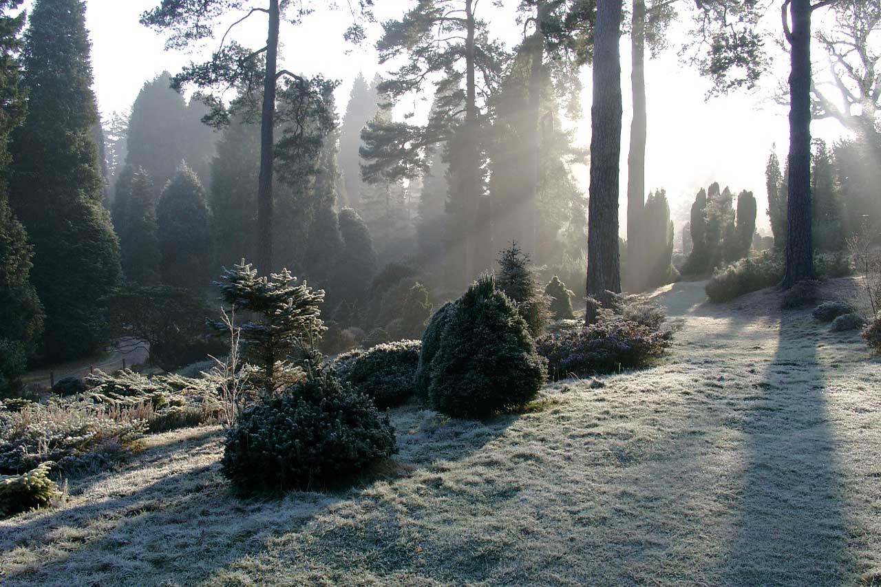 Bedgebury Forest