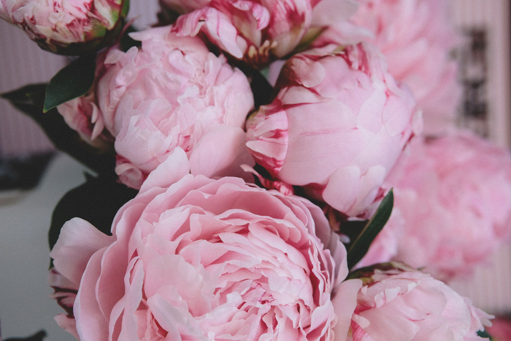 Peonies