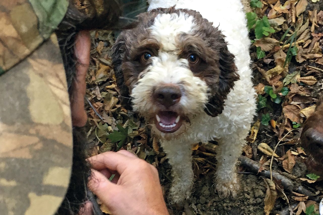 dog