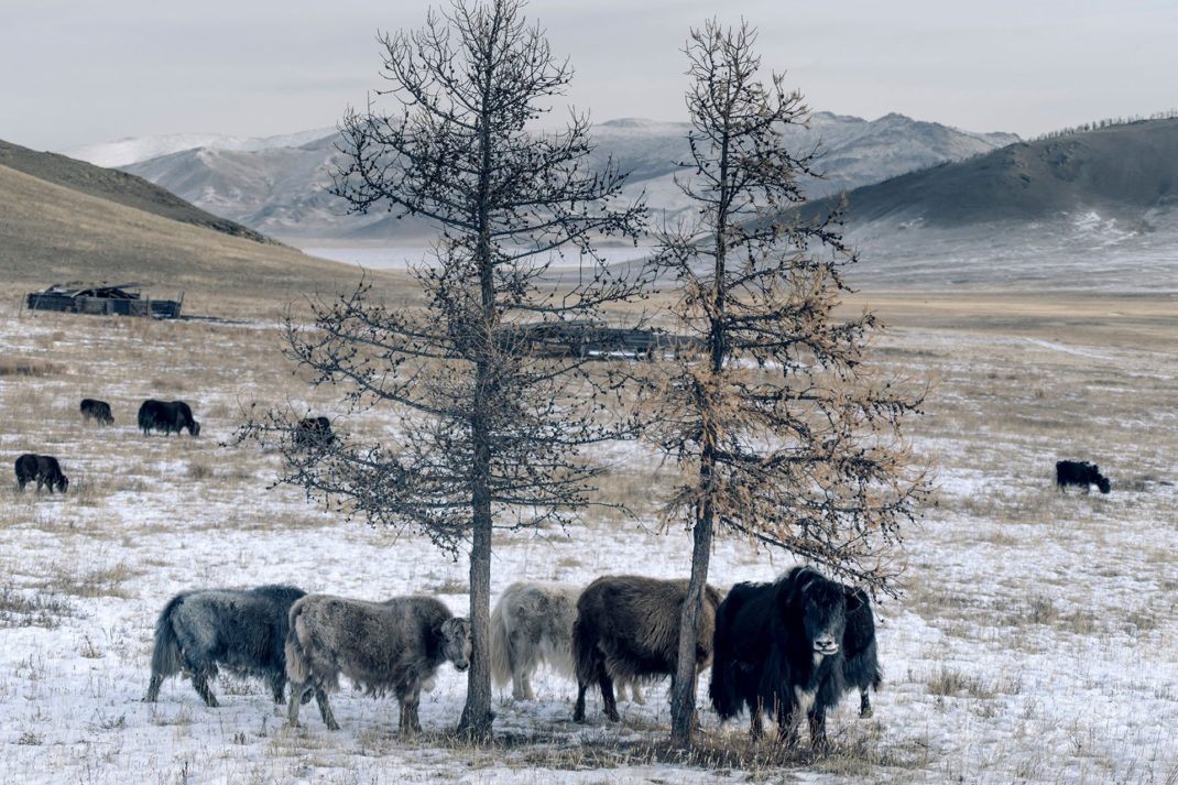 Savoir No1 Khangai Sleep System made from rare fibres of the noble Khangai Yak