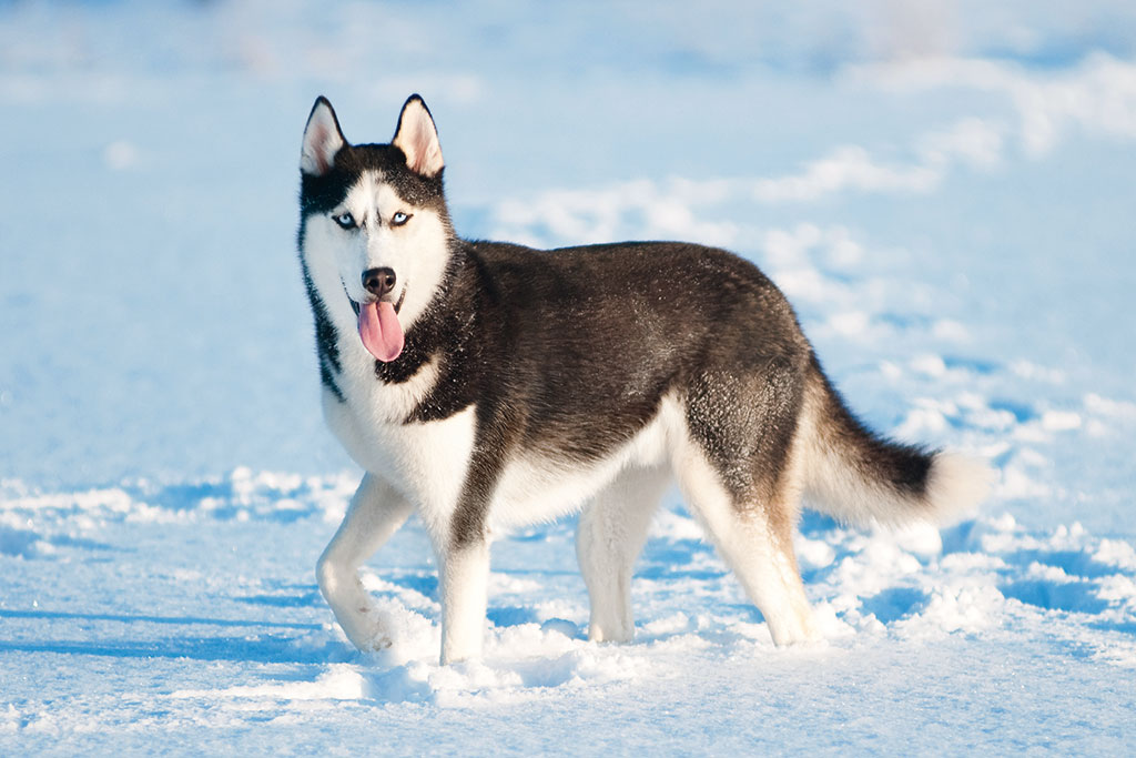 Husky in Svalbard