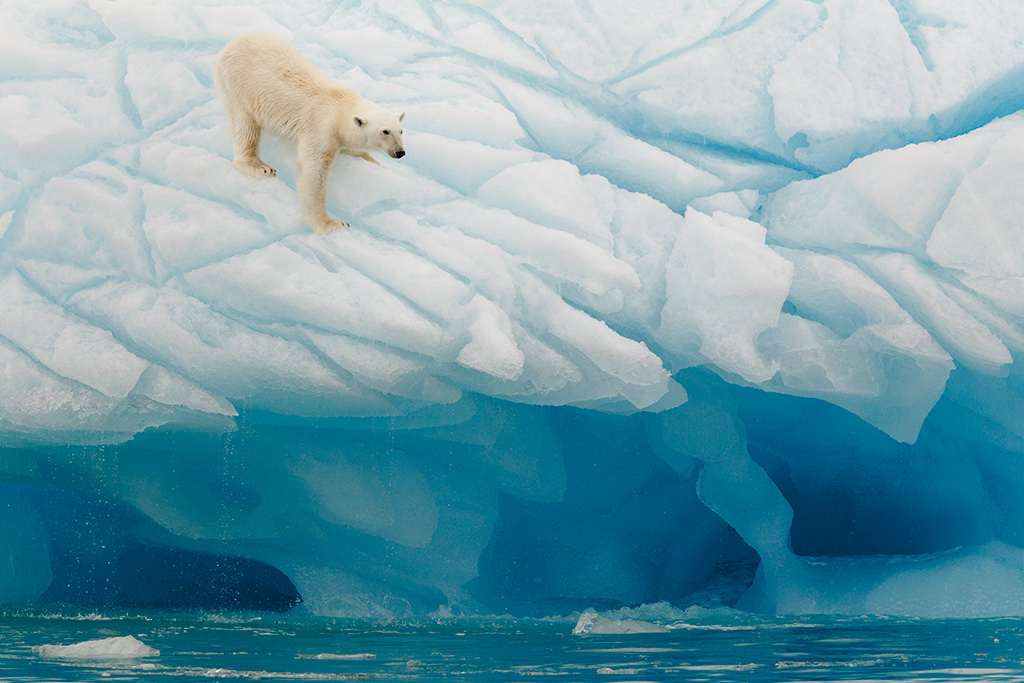 Svalbard Polar Bear