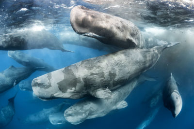 Wildlife Photographer of the Year at Natural History Museum