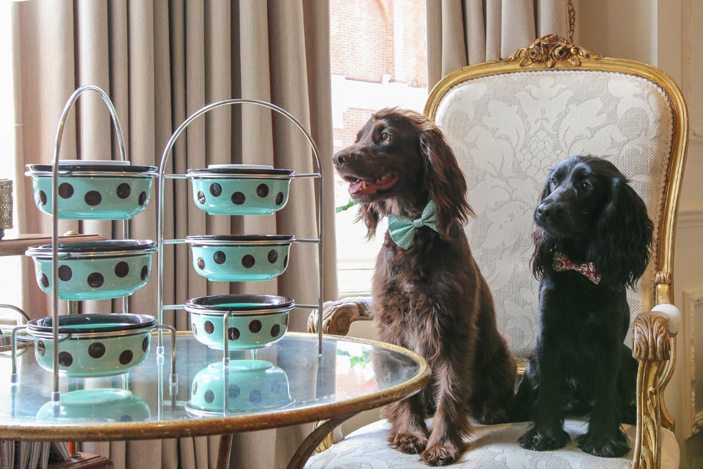 Egerton House Hotel Dog Afternoon tea