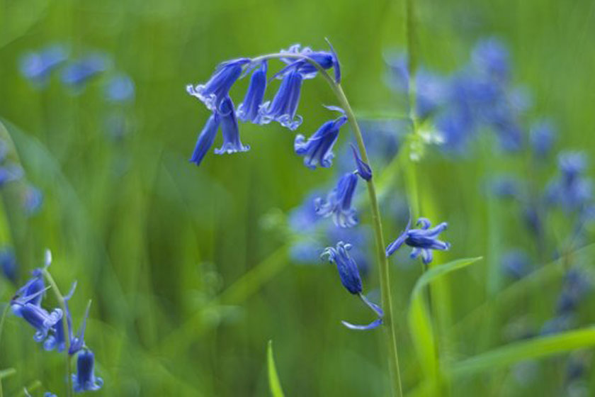 bluebells