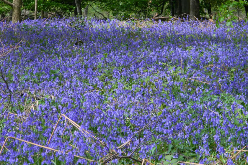 Clumber bluebells