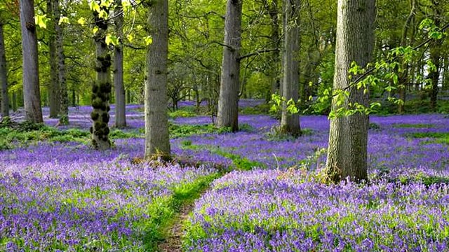 Great Wood Bluebells