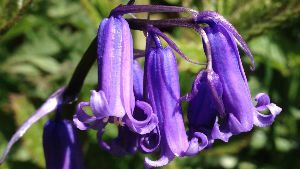 bluebells