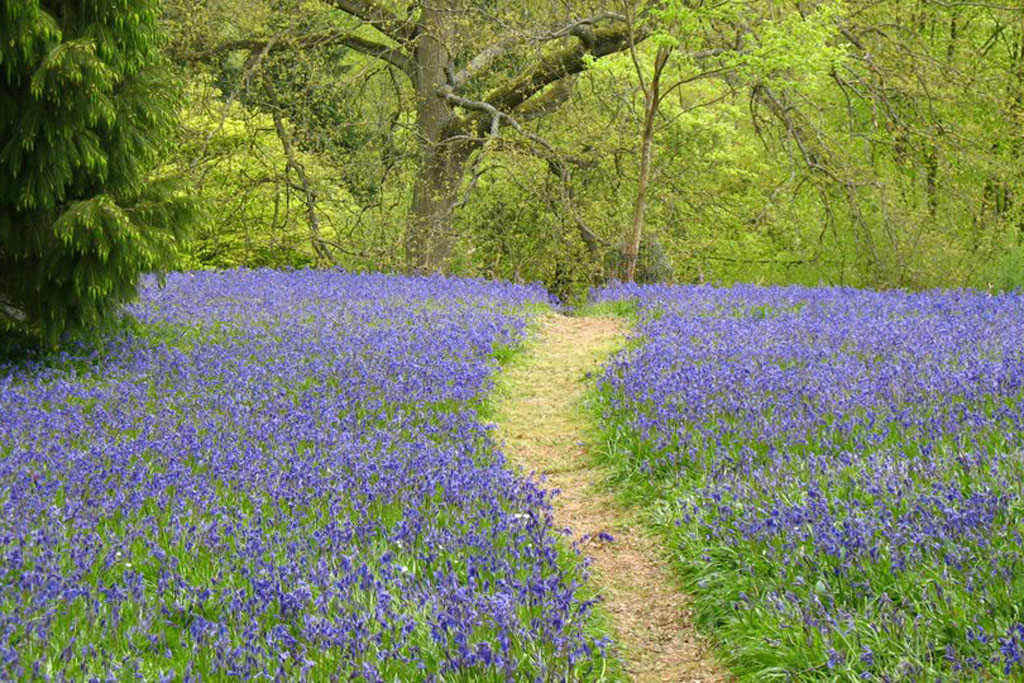 bluebells