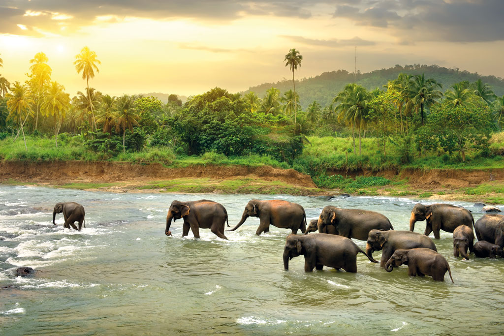 Sri Lanka, Elephants
