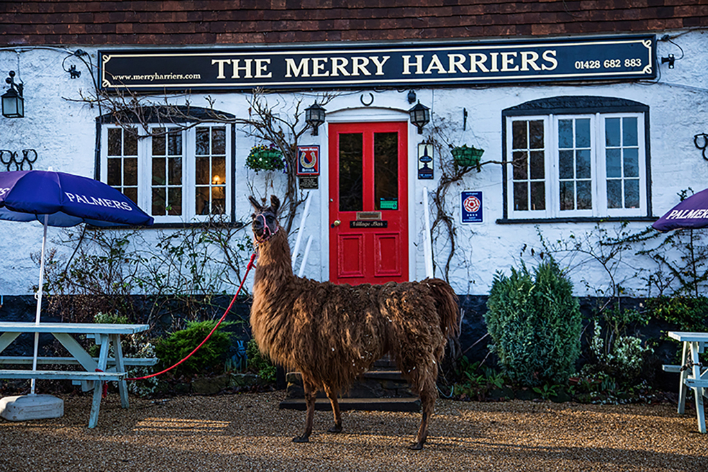 Merry Harriers