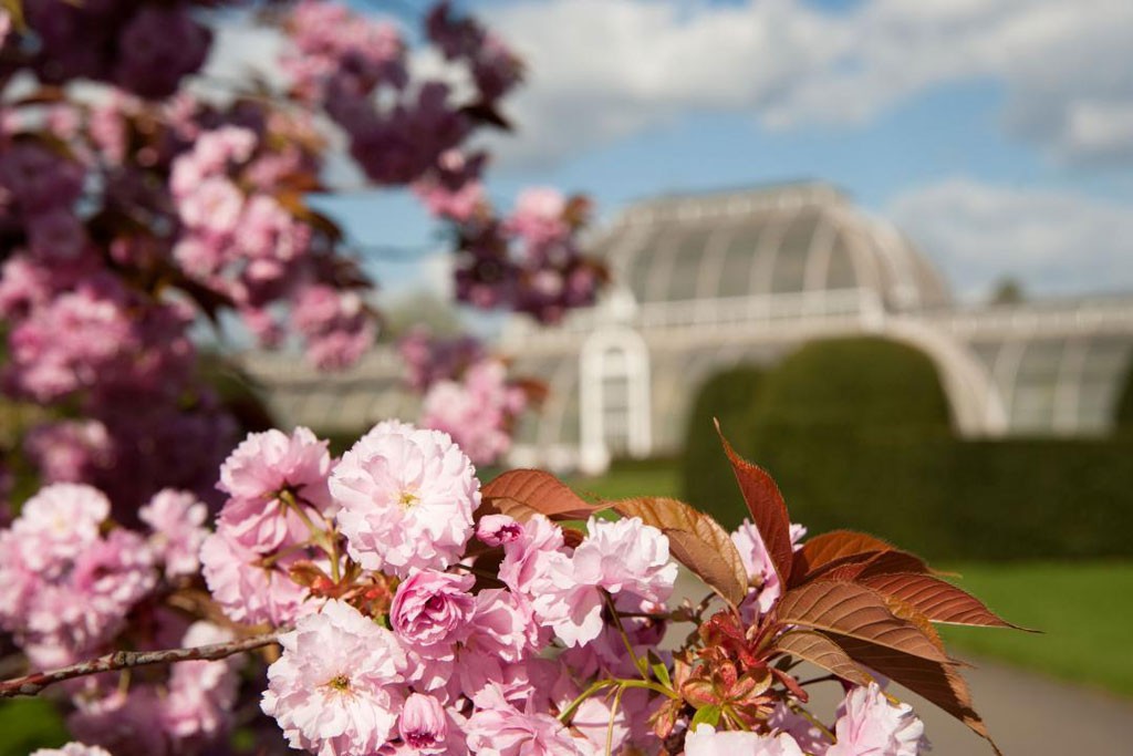 Kew Gardens (Best Places to Propose in London)