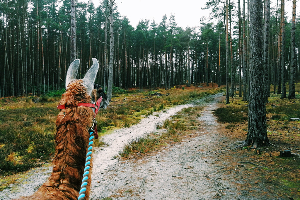 Llama Trekking in Surrey Hills