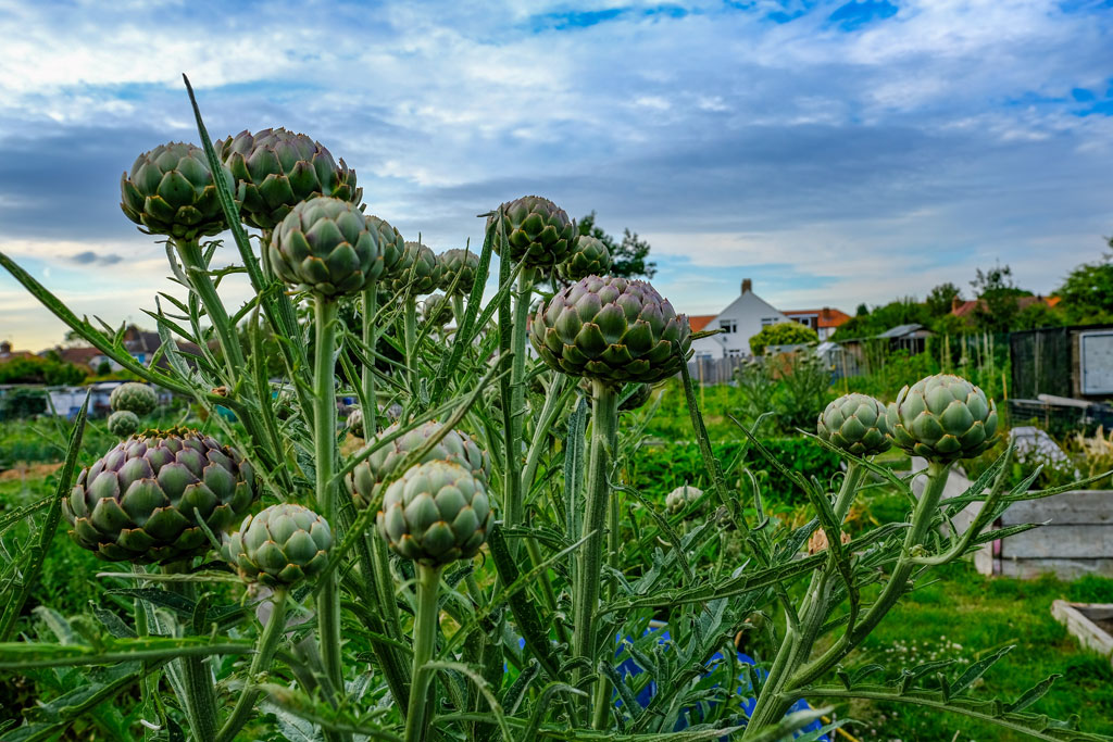 Artichoke ready for harvest