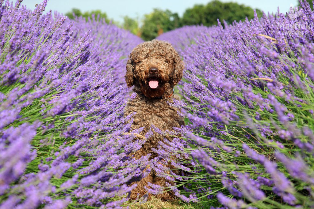 Dog at Mayfield Lavender Farm