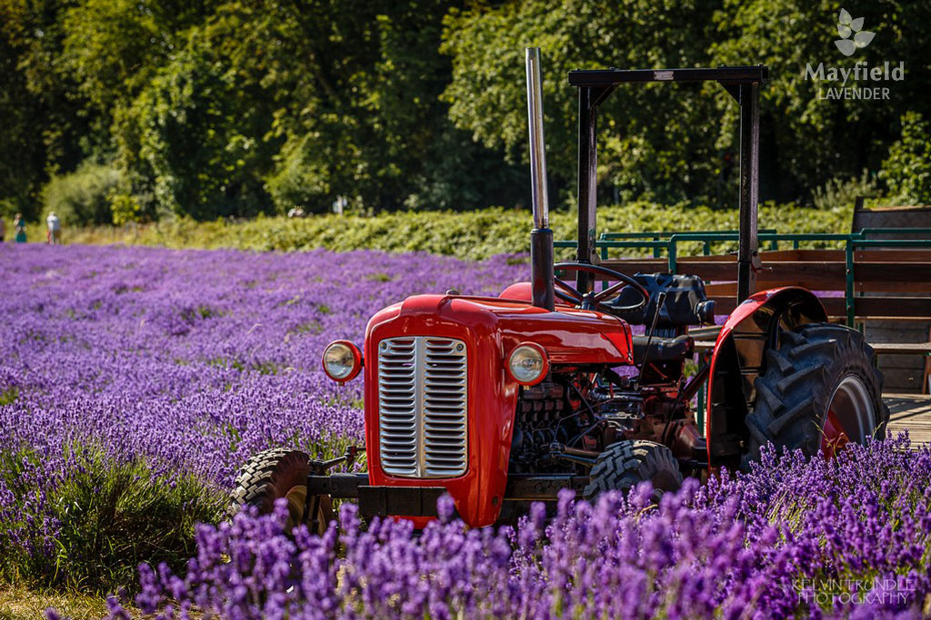 Mayfield Lavender Farm tractor