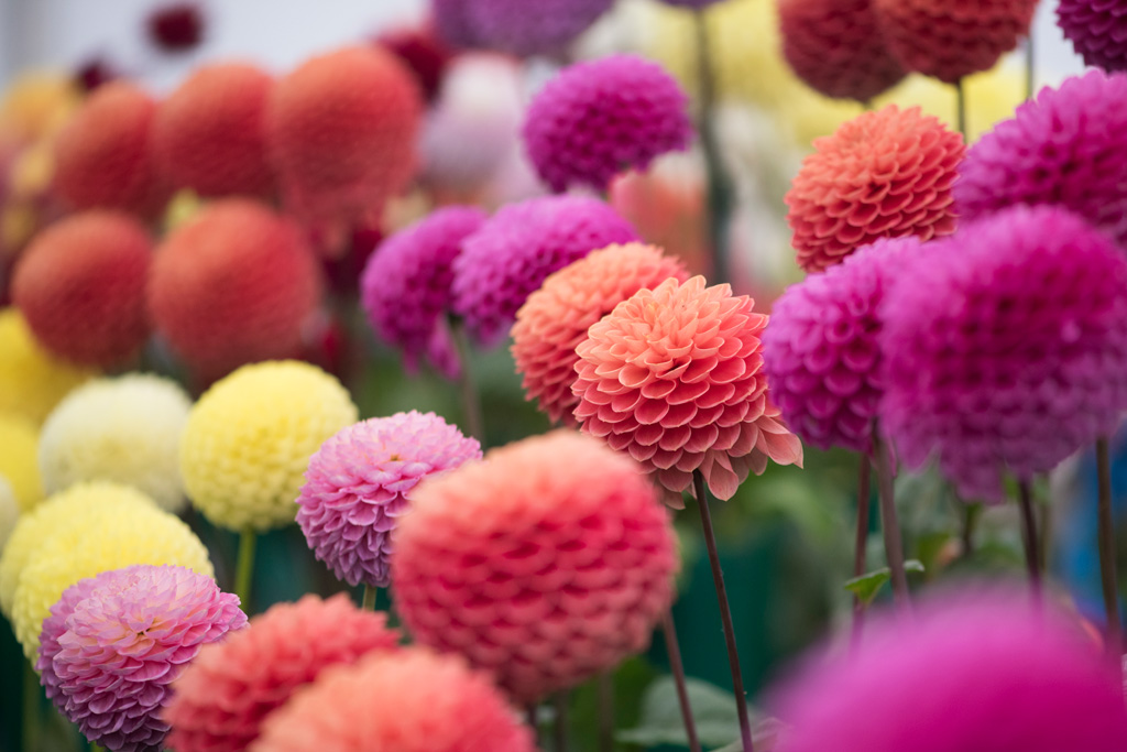 Display of colourful Dalia. Picture: RHS and Joanna Kossak