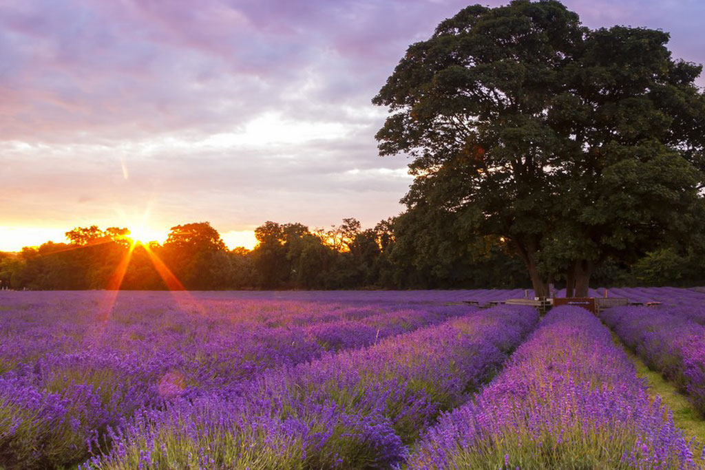 Mayfield Lavender Farm