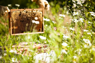 The Secrets & Sweetness of Bees Workshop: Daylesford Farm, Cotswolds