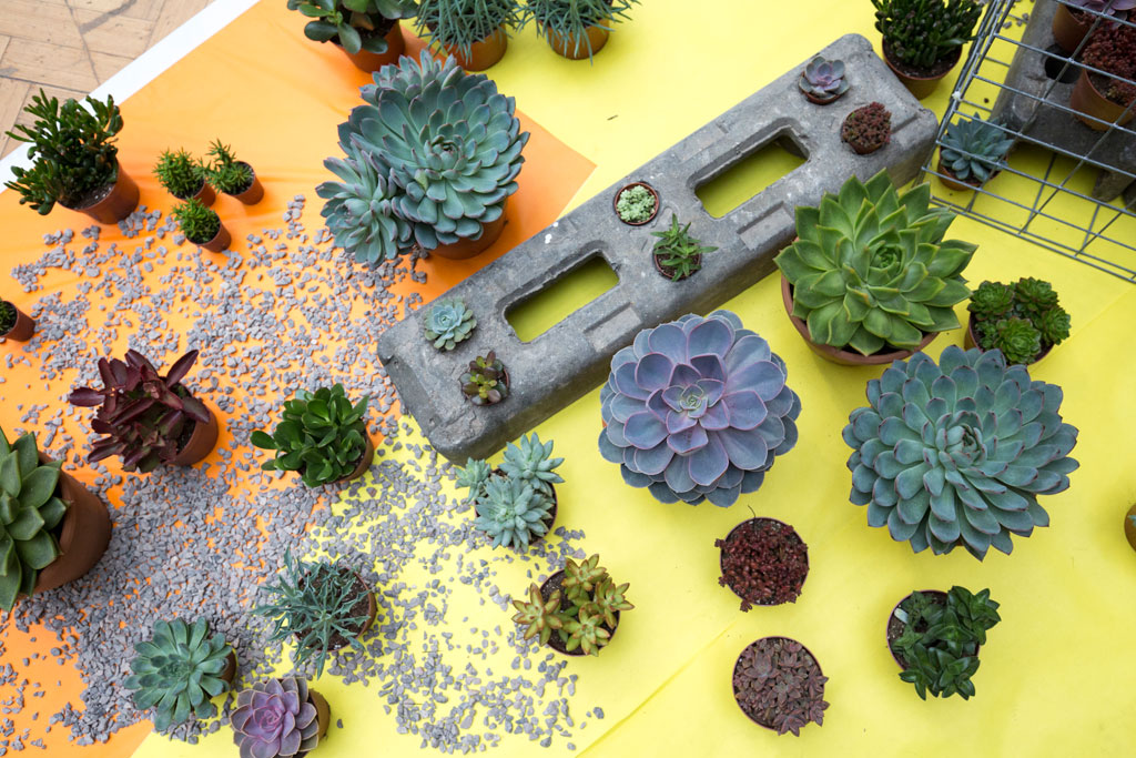 Succulents Urban Garden Show