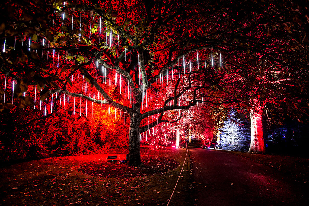 Christmas At The Botanics