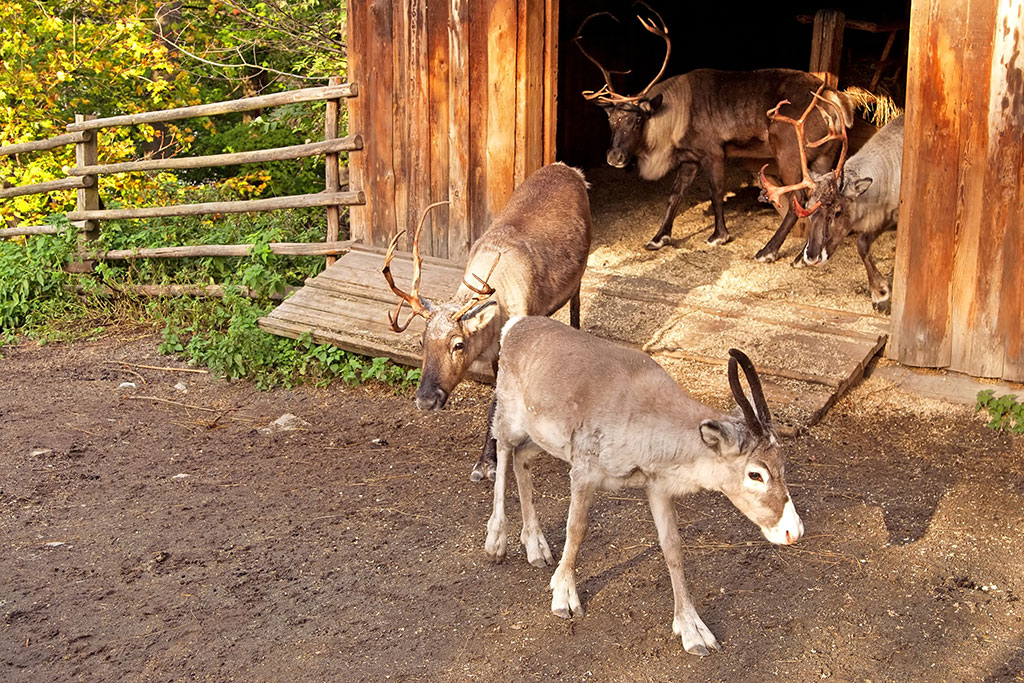 Skansen