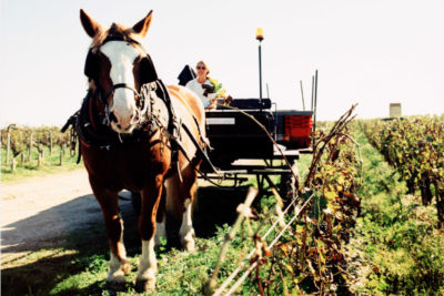 Sustainable Wine Tasting with Berry Bros. & Rudd
