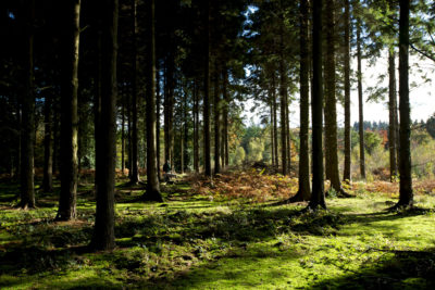Tudor Farmhouse's Wildlife Safaris