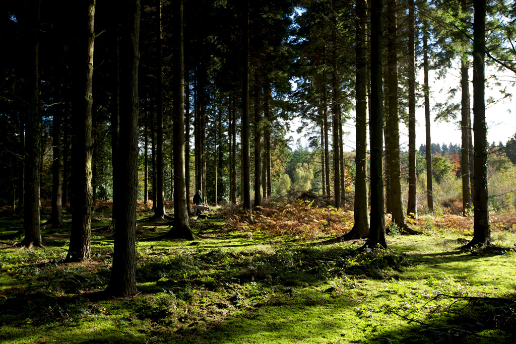 Tudor Farmhouse's Wildlife Safaris