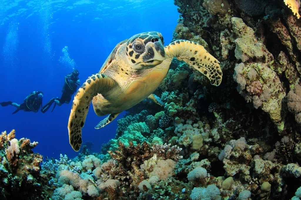 Turtles and divers, andBeyond Oceans Without Borders