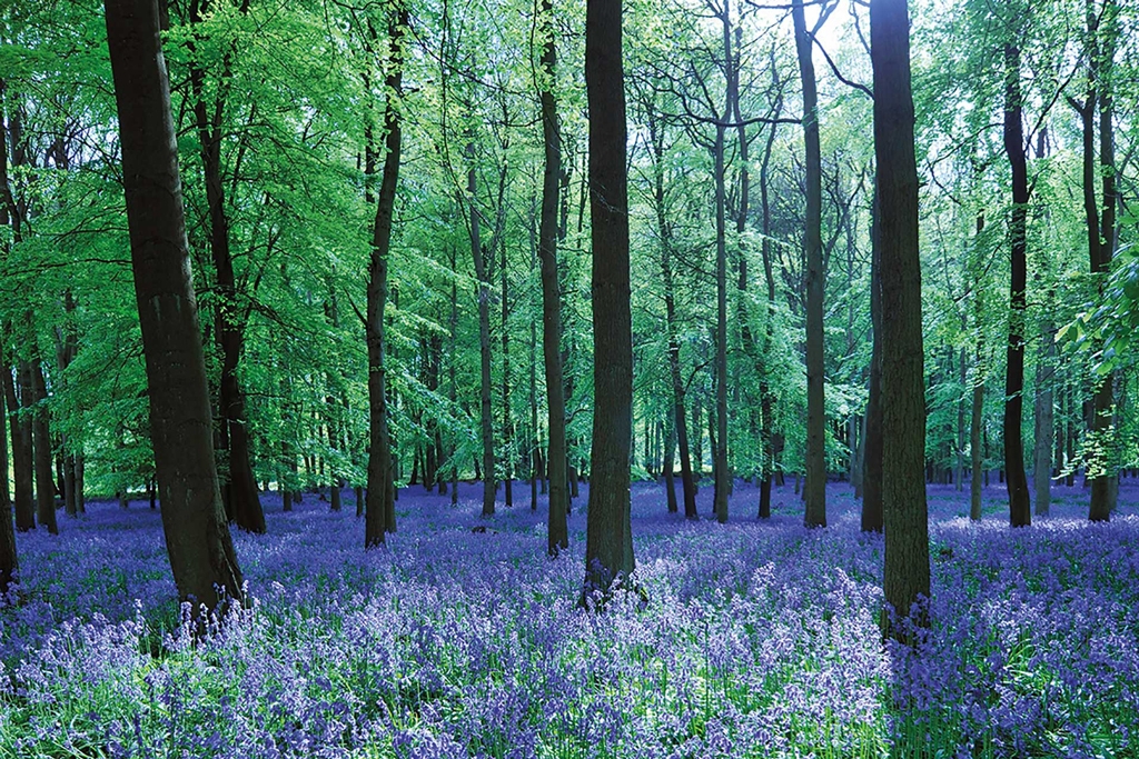 Ashridge Estate: What to do and visit in the UK in spring