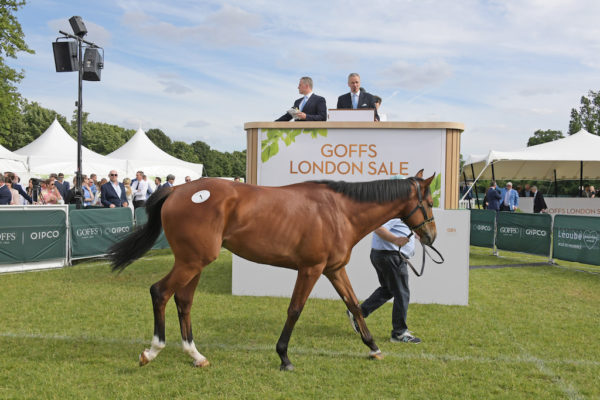 Goffs London Sale 2019