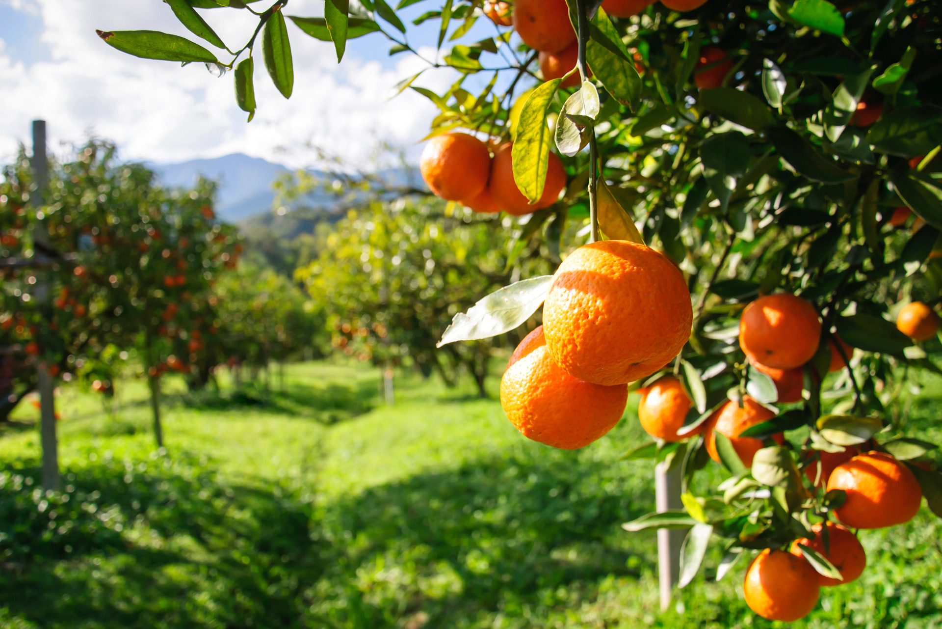 Orchards in the UK