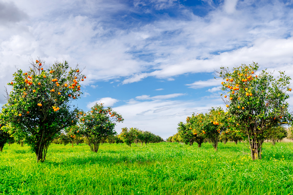 The Best Orchards to Visit in the UK