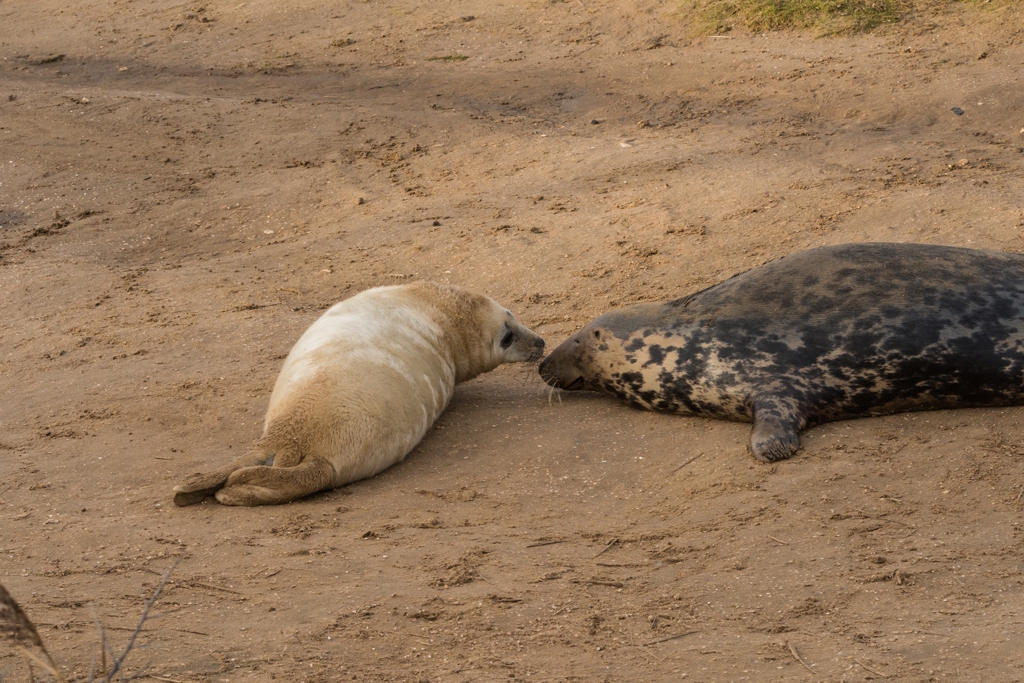 Donna Nook